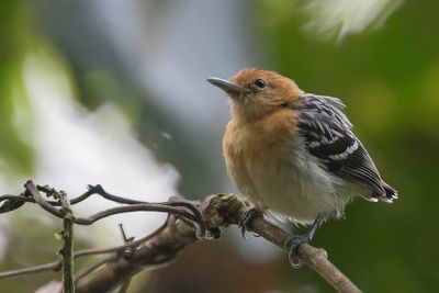 Pacific Antwren - Pacifische Miersluiper - Myrmidon du Pacifique (f)