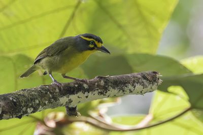 Slaty-capped Shrike-Vireo - Grijskapklauwiervireo - Smaragdan oreillard