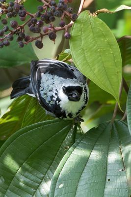 Grey-and-gold Tanager - Palmers Tangare - Calliste or-gris