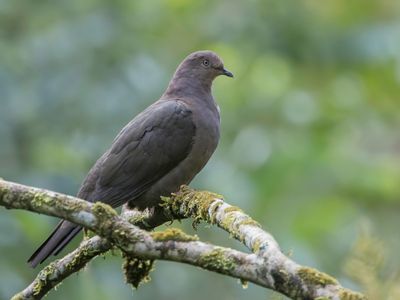 Plumbeous Pigeon - Loodgrijze Duif - Pigeon plombé