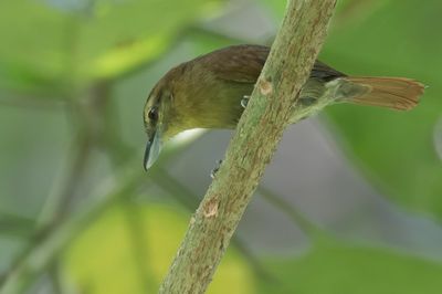 Russet Antshrike - Rosse Mierklauwier - Batara rousset