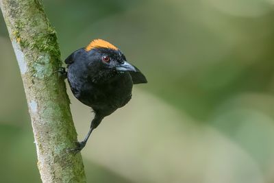 Tawny-crested Tanager - Taankuiftangare - Tangara de Delattre (m)