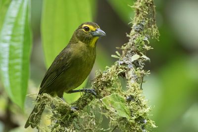 Lemon-spectacled Tanager - Geelbrauwtangare - Tangara à lunettes