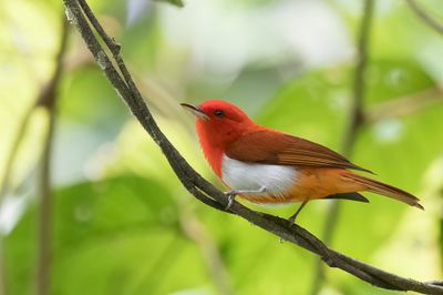 Scarlet-and-white Tanager - Rood-witte Tangare - Tangara rouge (m)