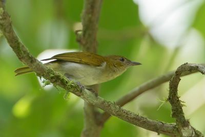 Scarlet-and-white Tanager - Rood-witte Tangare - Tangara rouge (f)