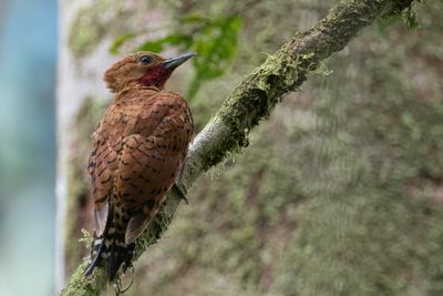 Cinnamon Woodpecker - Roodkeelspecht - Pic cannelle