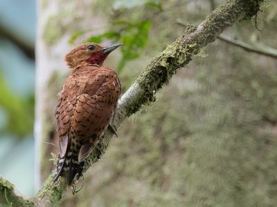 Cinnamon Woodpecker - Roodkeelspecht - Pic cannelle