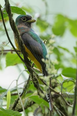 Choco Black-throated Trogon - Trogon de Kerr (f)