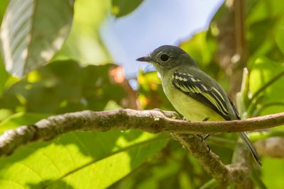 Yellow-margined Flatbill - Geelrandbreedbektiran - Platyrhynque à miroir
