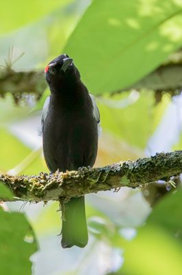 Scarlet-browed Tanager - Wenkbrauwkuiftangare - Tangara à sourcils roux
