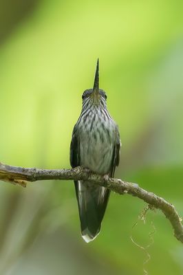 Tooth-billed Hummingbird - Tandsnavelkolibrie - Colibri d'quateur
