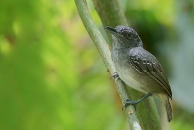 Spot-crowned Antvireo - Vlekkapmiervireo - Batara ponctué