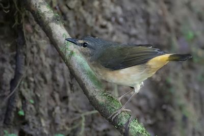 Buff-rumped Warbler - Zeemstuitzanger - Paruline à croupion fauve