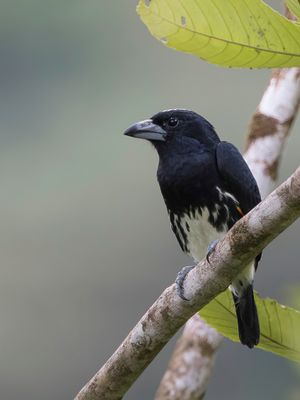 Spot-crowned Barbet - Roodflankbaardvogel - Cabézon à calotte tachetée (f)