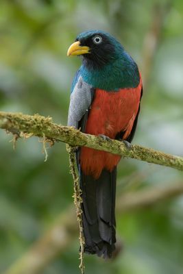 Choco Trogon - Blauwstaarttrogon - Trogon aux yeux blancs (m)