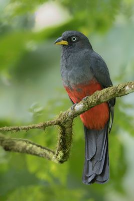 Choco Trogon - Blauwstaarttrogon - Trogon aux yeux blancs (f)