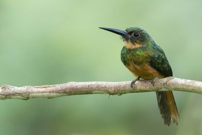 Rufous-tailed Jacamar - Roodstaartglansvogel - Jacamar à queue rousse (f)