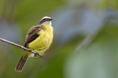 White-ringed Flycatcher - Witringtiran - Tyran diadème