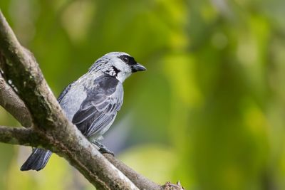 Grey-and-gold Tanager - Palmers Tangare - Calliste or-gris