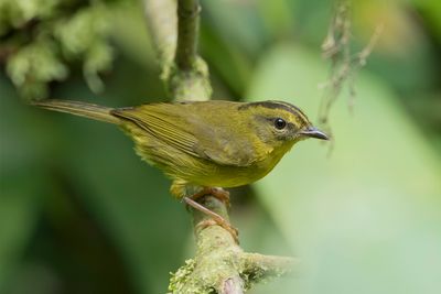 Choco Warbler - Chocózanger - Paruline du Chocó