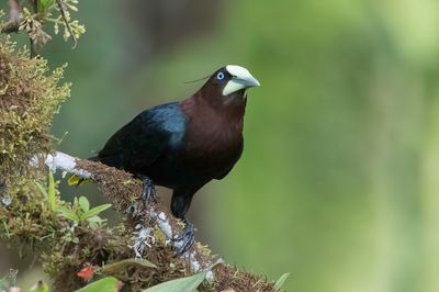 Chestnut-headed Oropendola - Waglers Oropendola - Cassique à tête brune