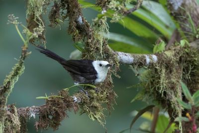 White-headed Wren - Witkopwinterkoning - Troglodyte à tête blanche