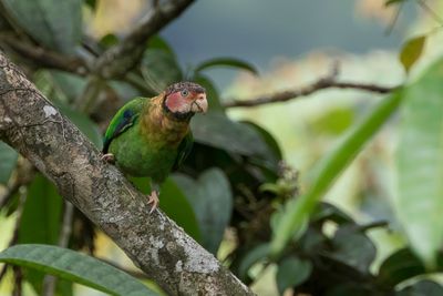 Rose-faced Parrot - Rozewangpapegaai - Caïque à joues roses