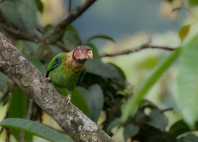 Rose-faced Parrot - Rozewangpapegaai - Caque  joues roses