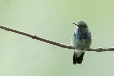 Purple-chested Hummingbird - Purperborstamazilia - Ariane de Rosenberg