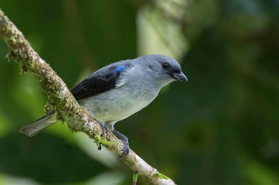 Plain-colored Tanager - Grijze Tangare - Calliste gris