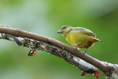 Fulvous-vented Euphonia - Roestbuikorganist - Organiste cul-roux (f)