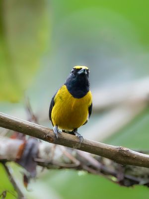 Fulvous-vented Euphonia - Roestbuikorganist - Organiste cul-roux (m)