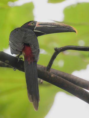 Stripe-billed Aracari - Streepsnavelarassari - Araçari à bec maculé