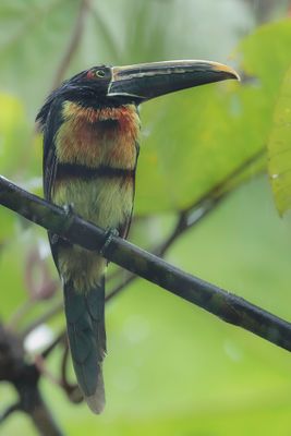Stripe-billed Aracari - Streepsnavelarassari - Araçari à bec maculé