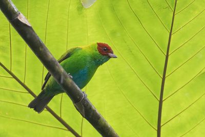 Rufous-winged Tanager - Roodvleugeltangare - Calliste à ailes rousses