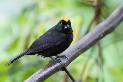Tawny-crested Tanager - Taankuiftangare - Tangara de Delattre (m)