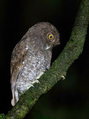 Choco Screech Owl - Chocóschreeuwuil - Scops du Chocó