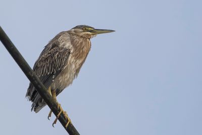 Striated Heron - Mangrovereiger - Héron strié