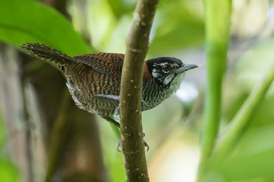 Bay Wren - Kastanjewinterkoning - Troglodyte à calotte noire