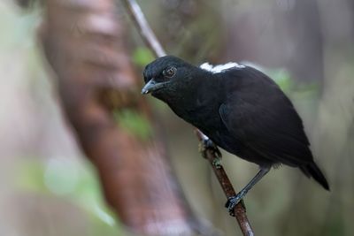 Stub-tailed Antbird - Kortstaartmiervogel - Alapi à queue courte