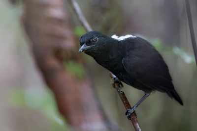 Stub-tailed Antbird - Kortstaartmiervogel - Alapi  queue courte