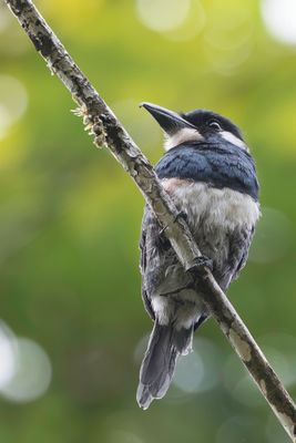 Black-breasted Puffbird - Zwartborstbaardkoekoek - Tamatia à plastron