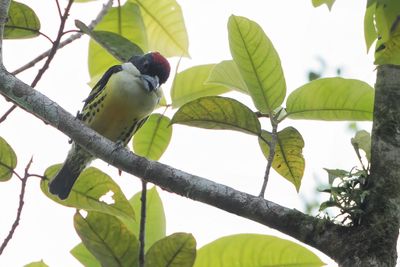 Five-colored Barbet - Vijfkleurenbaardvogel - Cabézon à cinq couleurs (m)