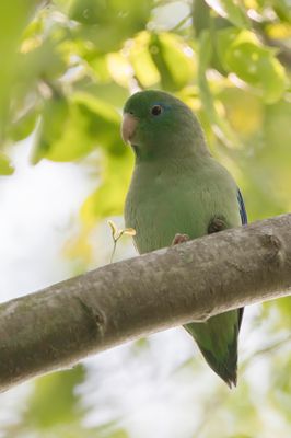 Spectacled Parrotlet - Gebrilde Muspapegaai - Toui à lunettes (m)