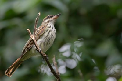 Streaked Flycatcher - Gestreepte Tiran - Tyran audacieux