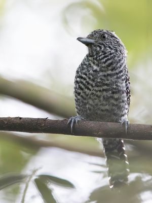 Bar-crested Antshrike - Streepkuifmierklauwier - Batara de Lafresnaye (m)