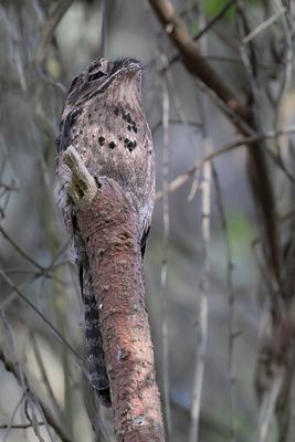 Common Potoo - Grijze Reuzennachtzwaluw - Ibijau gris