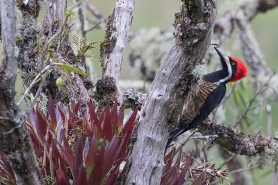 Powerful Woodpecker - Bruingebandeerde Specht - Pic puissant