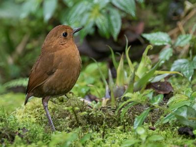 Equatorial Antpitta - Evenaarmierpitta - Grallaire d'Équateur