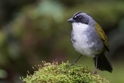 Grey-browed Brushfinch - Grijsbrauwstruikgors - Tohi à raies grises